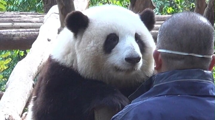 Giant panda Hua Hua looks at keeper Grandpa Tan with eyes full of love!