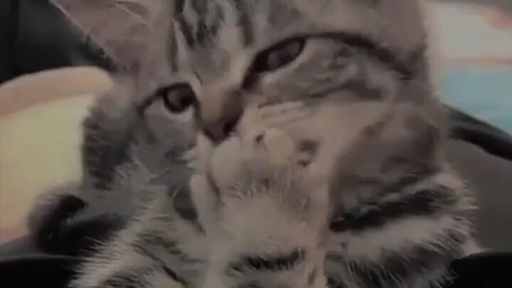 kitten