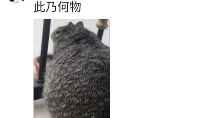 The Thinnest Squirrel, Ranked Last Nationwide