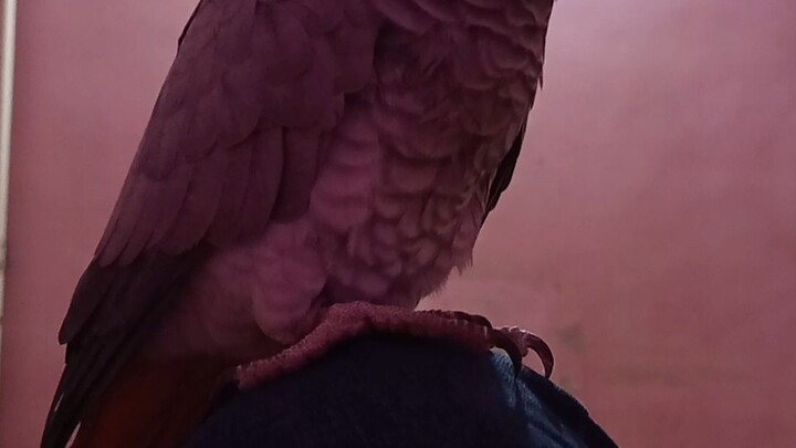 My Gray African parrot