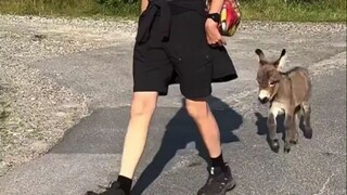 出生后被妈妈抛弃的驴宝宝，被人类慢慢抚养长大，一天要吃12顿，妥妥的小吃货一枚