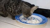 Lutu si kucing!  kenapa kamu memakan nasiku!!
