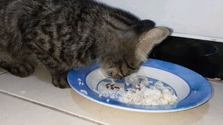 Lutu si kucing!  kenapa kamu memakan nasiku!!