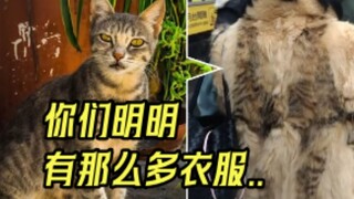 It turns out that clothes like this are made by cats.