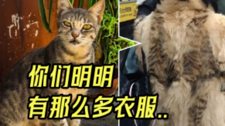 اتضح أن الملابس مثل هذه مصنوعة بواسطة القطط.