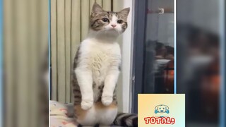 Tổng hợp khoảnh khắc Hài Hước của Động Vật 147