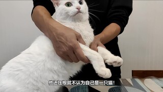 如何让猫知道自己是猫？我太难了！