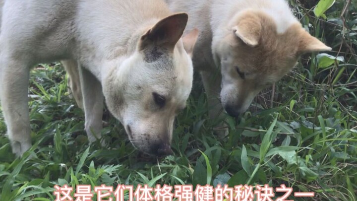 Anjing kampung memang hebat: kalau sakit, mereka bisa mencari tanaman obat untuk mengobati diri send
