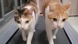 Bintang Kucing di Masa Kacau