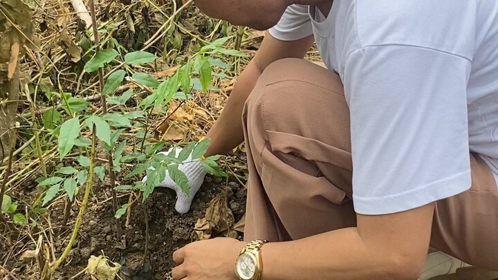 Tree planting