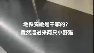 这样的小野猫男，你心动了吗？