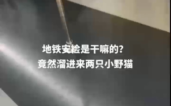 ผู้ชายเหมือนแมวน้อยแบบนี้ คุณใจเต้นแล้วหรือยัง?