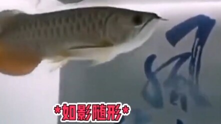 ให้ฉันเข้าไปเถอะ แล้วเอาเจ้าปลาตัวเล็กออกไปเรียนมหาวิทยาลัย!