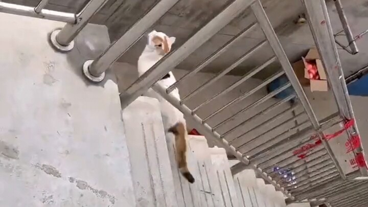 Kucing yang Mahir Bela Diri