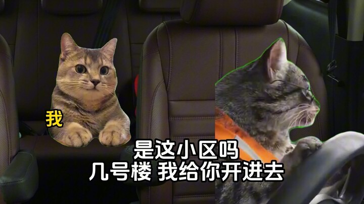 Driver: I can't come here for nothing! #Catmeme小剧场#abstract#realistic#eatingmelon#funny