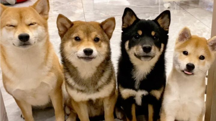 When you're cooking, you probably look like you're glowing in their eyes.