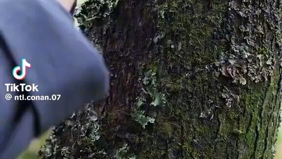 Nhiều lần cầu hôn