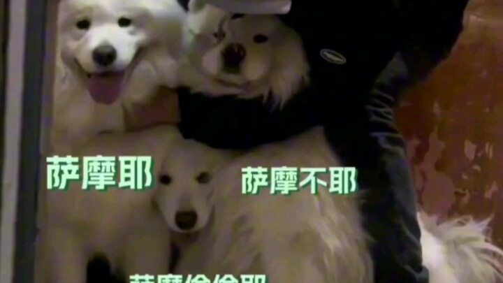 Samoyed lén lút: Mình xem chuyện gì đã # Samoyed