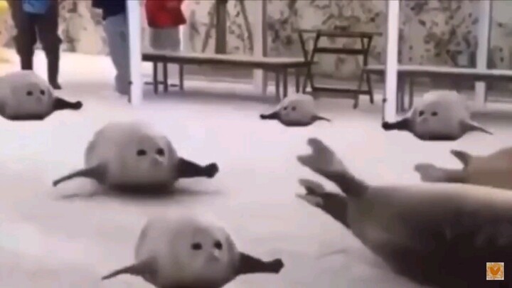 Kichiku|Wild Jumping Seals