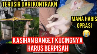 Astagfirullah Pengen Nangis Lihat Ibu-Ibu Pindah Kontrakan Bawa-Bawa Kucing Sampai Cats Lovers Tv