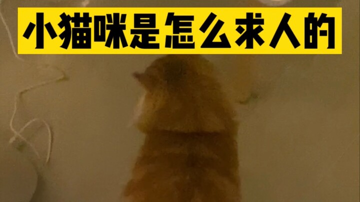 Barrier-free communication with kittens