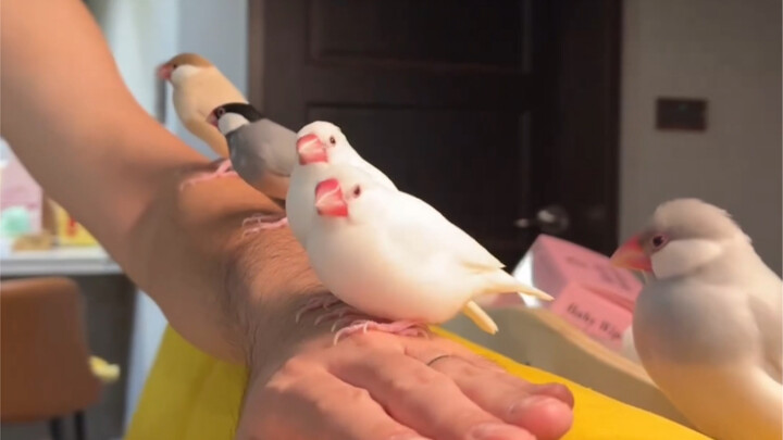 A huge wave of little chirps