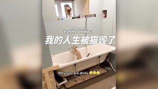 我的人生被猫毁了！
