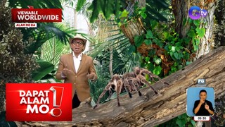 Leopard spider, pinapatag ang sarili para makapag-balatkayo?! | Dapat Alam Mo!