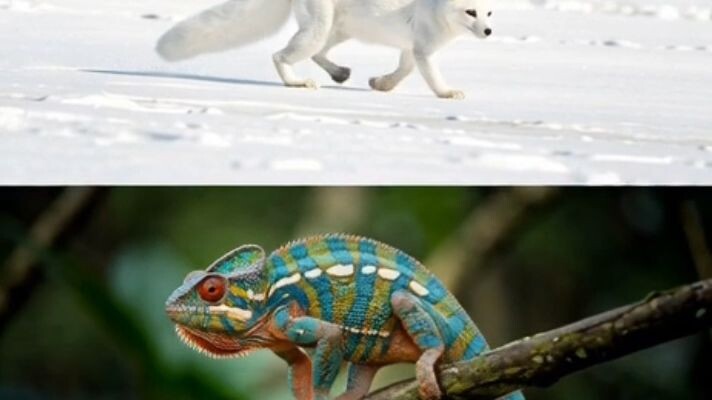 4 animals