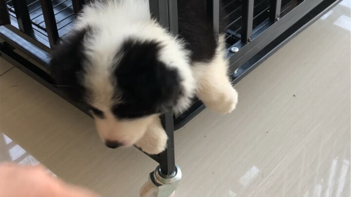 Border Collie: Help me! Help me!