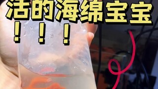 我要养海绵宝宝啦！ #海绵宝宝 #海绵 #比奇堡～