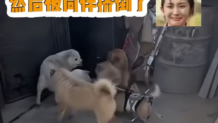 الكلب: لم يعاملوني ككلب معاق، ولم يعاملوني كلبًا أصلًا... الكلب: هذا يضعني في موقف حرج بعض الشيء.