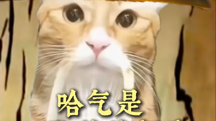 哈气是mo礼貌的行为