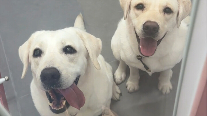 Turns out dogs are also divided into “i-dogs” and “e-dogs”…
