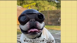 เพื่อนตัวน้อย สัตว์เลี้ยงแสนซน : ซัมเมอร์กับตัวป่วน