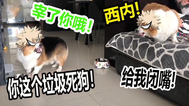 Hai con [Kacha] cáu kỉnh cãi nhau hàng ngày, xé thịt sợi đi! Nishinai! Maa-sa-kya-nào!