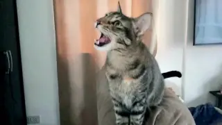 Cat meowing wants to go outside!