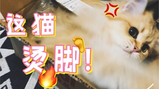暴躁猫咪每天变着法喊主人起床，问就是喵喵拳伺候！