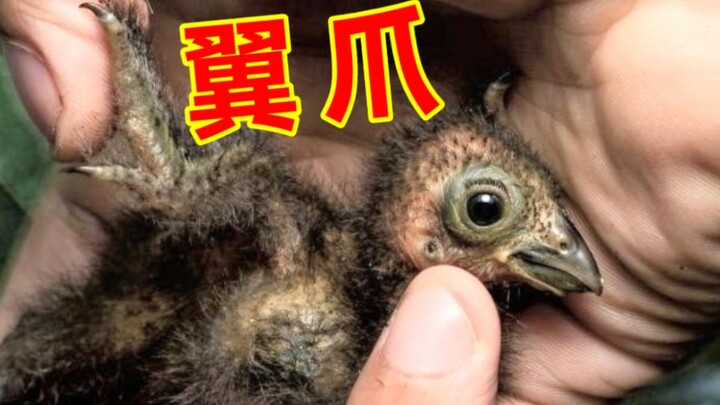 Burung yang punya cakar di sayapnya, terus bilang kamu bukan dinosaurus?