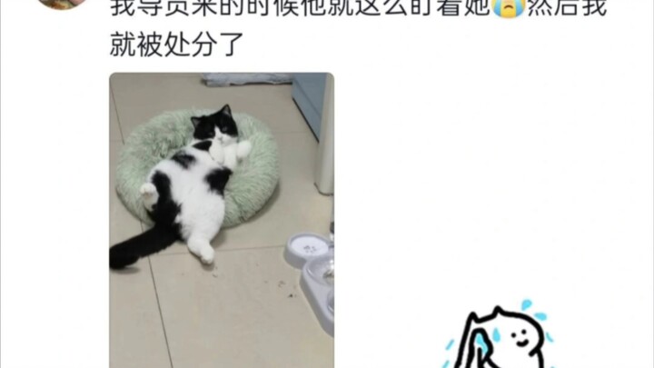 Lũ mèo trong ký túc xá đã bị phát hiện như thế nào ((づ｡◕‿‿◕｡)づ)