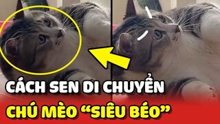 Chiếc mèo BÉO Ú chỉ có thể DI CHUYỂN bằng cách LĂN TRÒN 😂 | Yêu Lu