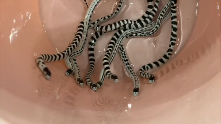 When all the snakes suddenly turn their heads to stare at you... that's when you truly understand wh