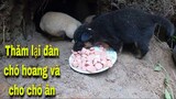TQN86|Săn Bắt Ẩm Thực Vùng Cao Cùng Vợ Thăm Lại Đàn Chó Hoang| SBATVC
