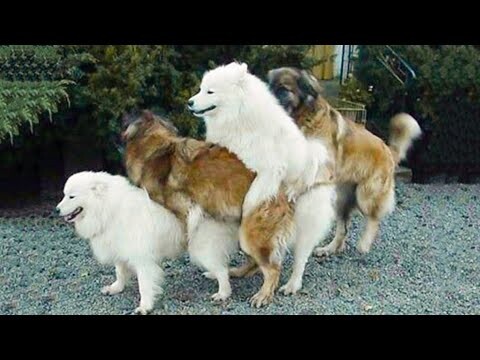 Funniest Animals Ever 🐧 - Awesome Funny Animals' Life Videos - Funniest Pets 😇 - Bilibili Funniest Animals Ever 🐧 - Awesome Funny Animals' Life Videos - Funniest Pets 😇 - Bilibili