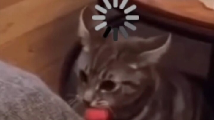 มีมแมวที่ช่วยให้สมองแจ่มใส