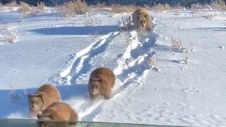 A mother bear and four chubby cubs