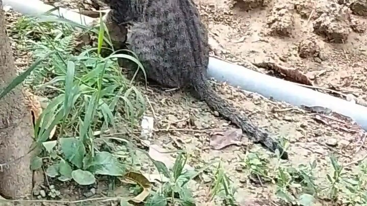cat eating on diet 😁😁