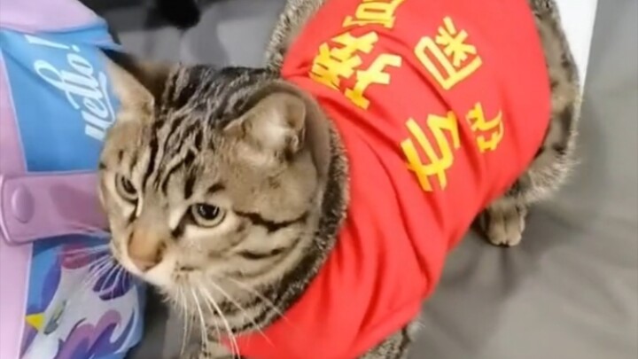 Tabby cats are truly wonderful—respectful to elders and loving toward the young, with impeccable man