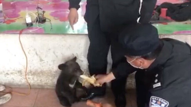 Penduduk desa menemukan anak beruang yang sama di pegunungan selama 3 hari berturut-turut dan membaw