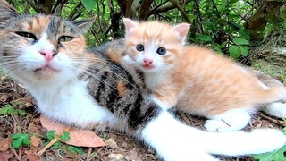 Kadang Induk Kucing Merindukan Anaknya